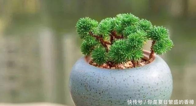  台长■不伤植物的移栽技巧, 3分钟轻松将植物移栽到你为它准备的窝