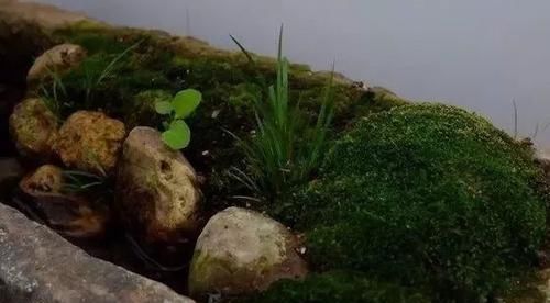 「适合苔藓生」盆栽苔藓是养花好材料,教你几招把它养得茂盛油绿