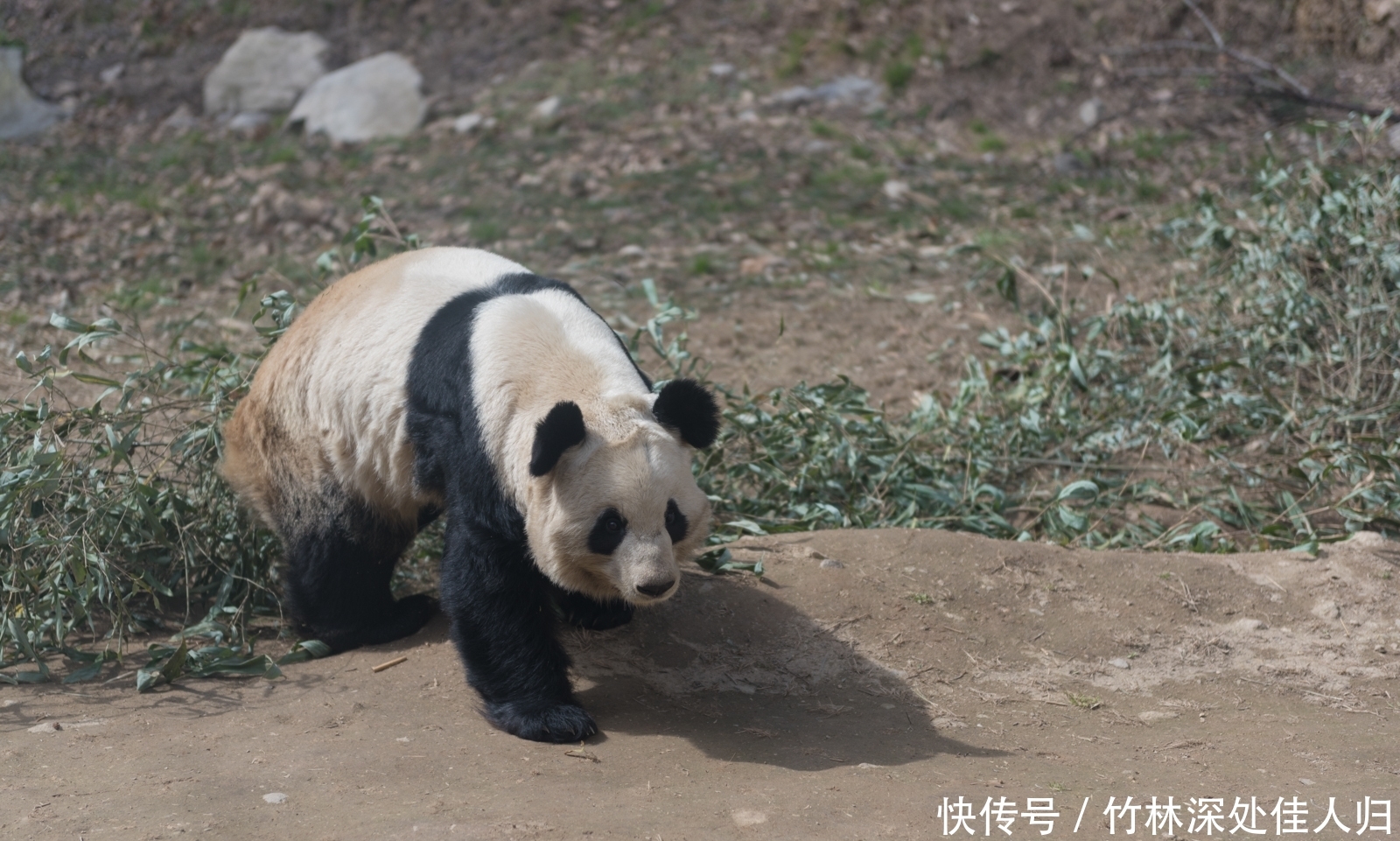 中国熊猫第一县在陕西？这座小城还有另外三种国宝级动物