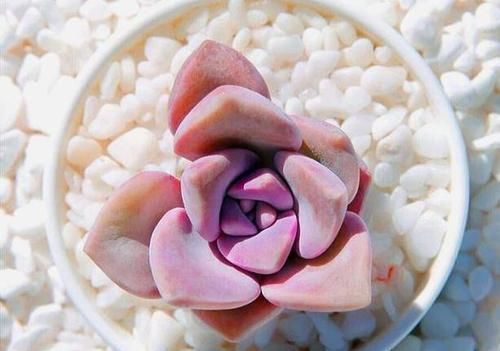  「花草」养多肉紫乐 ，这“3怕”定要躲避，现在改正，上色简单爆头快