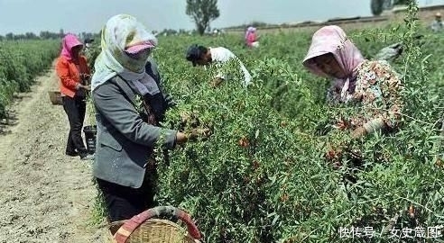  收购■说好的8元一斤，大量种植以后却没人要，全都用来泡酒？