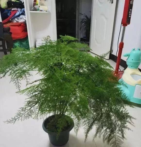  [半阴的环境是它最喜]这几种花不能多晒太阳，越晒越长不好，平时养护需注意