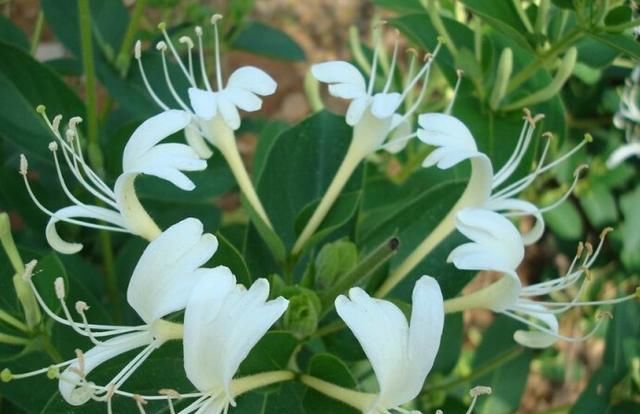  「山上」农村山上的剧毒大茶藤那么臭，为什么还是有人误当金银花来采？