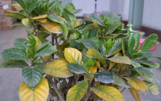  「发财树」这6种花，烂根先别扔，这样砍枝剥皮用水洗，15天长出新根侧芽