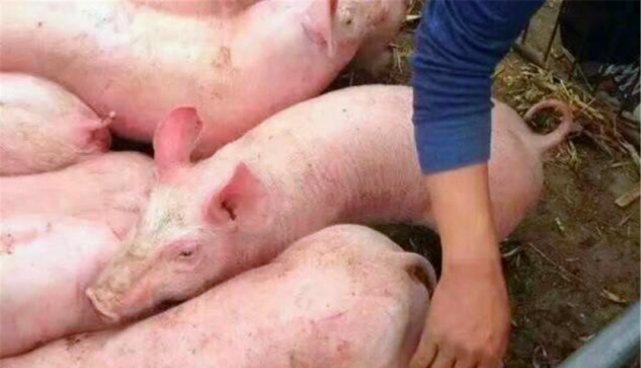 生猪由于非洲猪瘟的影响价格上涨，猪肉的价格还能降回去吗？