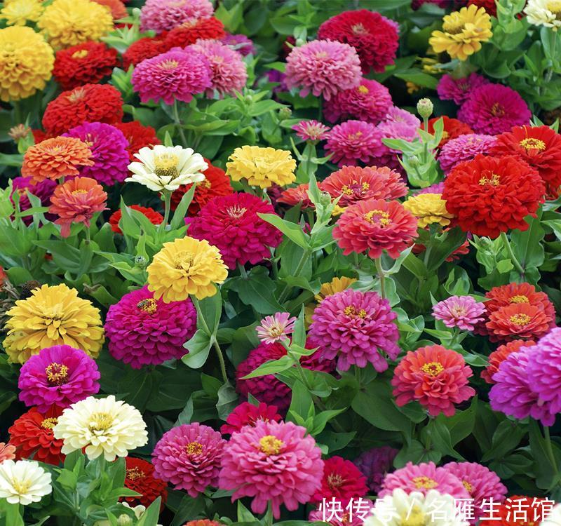 【漂亮】喜欢养护花卉,就选择花期长,养护容易,适合在室内养护的漂亮花