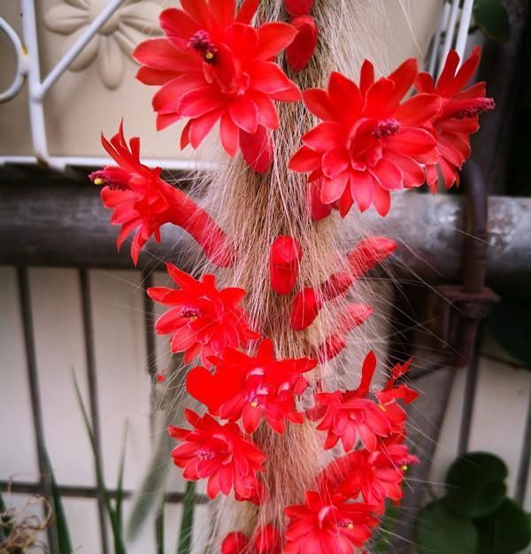  『盆栽』奇特植物—猴尾柱，植株似猴尾，会开花，养护简单，还是盆栽佳品