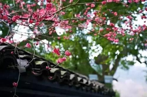 知否知否，应是暗香浮动，浙江已进入赏梅佳期！