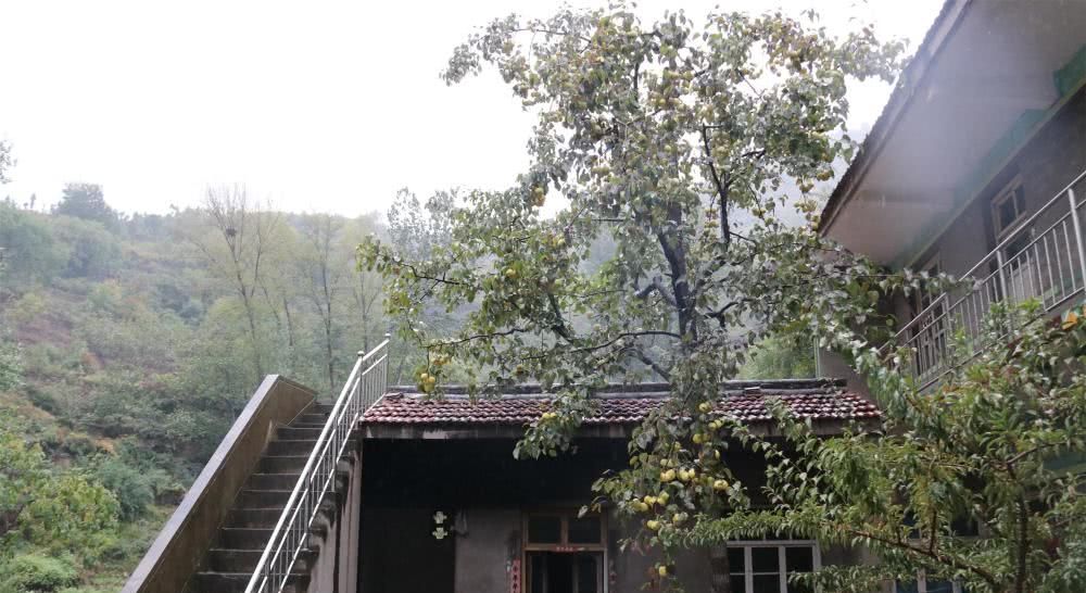  【归隐】60岁远离城市归隐深山养老，开荒种田自给自足，果蔬吃