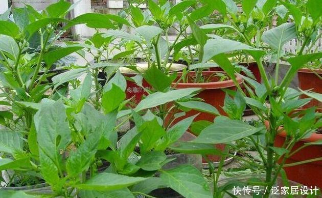  「吃不完」塑料袋子别扔了，像奶奶一样种“辣椒”，一棵结五六