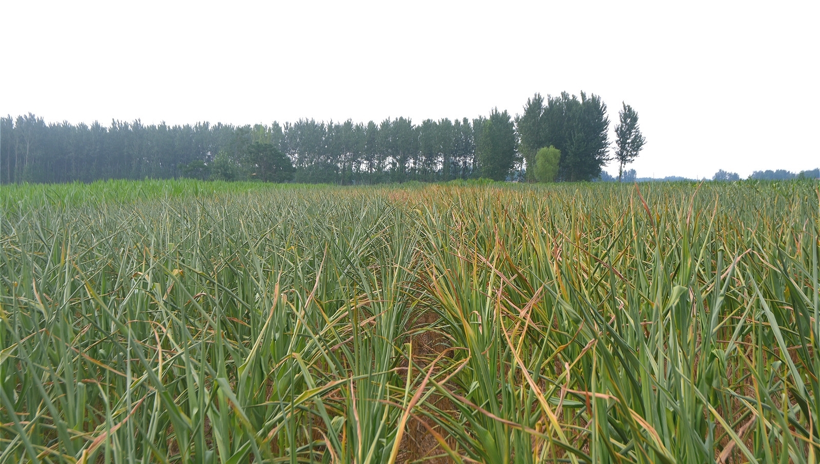 玉米遭遇持续干旱，地头就是水井，为啥农村人不愿灌溉？