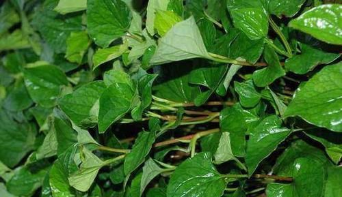  「潮湿」鱼腥草种植技术，做好5点，种的鱼腥草才能长得好