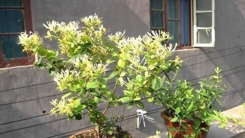  『养虎皮兰』这“2种”植物，再贵也要养，有“旺财”的美好寓意，富人都爱养