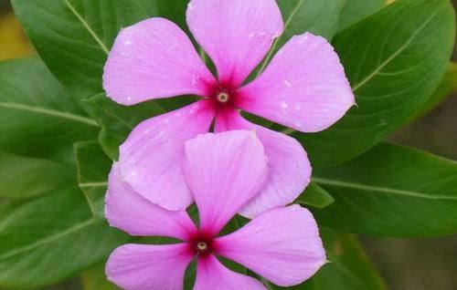  【家里】这些花超级好养活，养在客厅家里香喷喷，一养就爆盆