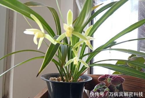 『家里』家里养这3种花赚了,不仅漂亮还好吃,炒鸡蛋贼美味!