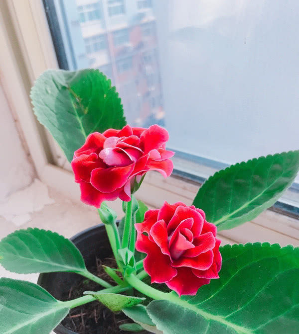  [光照]这种花缺乏光照也能开花，一开就是大半年，颜值“爆表”又好养活！