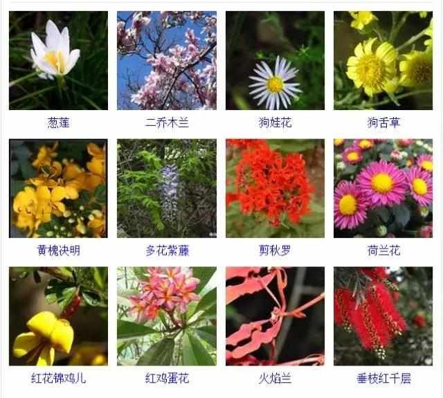  【品种】400种 · 观花植物品种大全，值得收藏