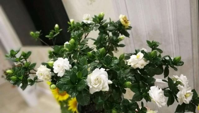  机器：4种“开花机器”，耐热又耐晒，阳台养一盆，满屋飘“花香