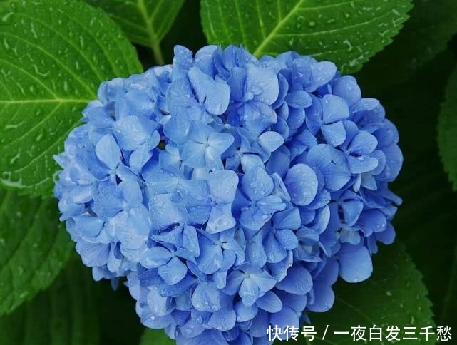  『养护』绣球花观赏价值高，绣球花应该如何养护？