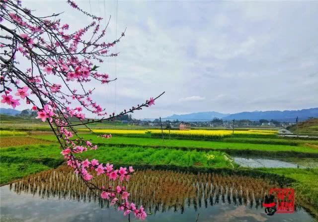  油菜花：一不小心，贵州黄平把春天打翻了