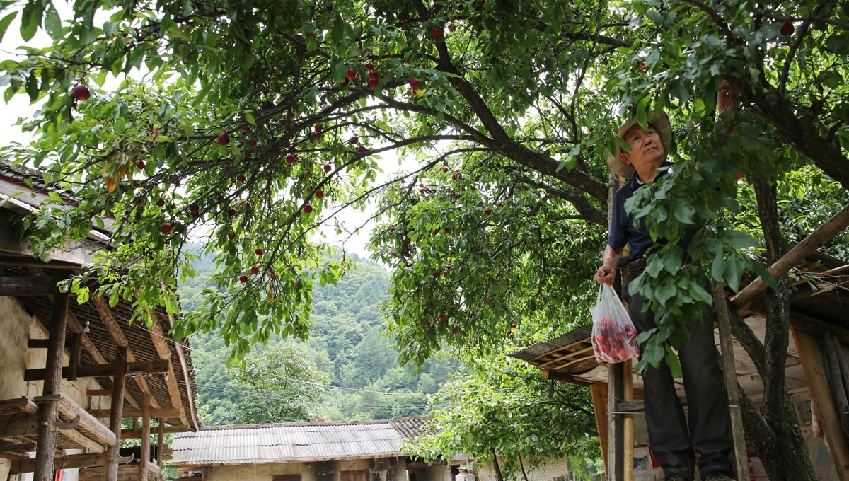 66岁老夫妻留守深山，陪86岁失明老妈，人勤物丰日子越过越好