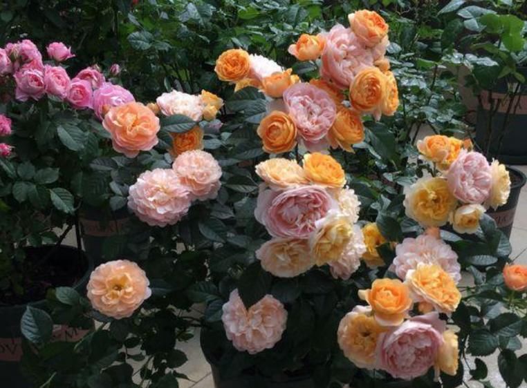 『有花赏』阳台养花,就选4种,好养又漂亮,阳台变花海,天天有花赏!