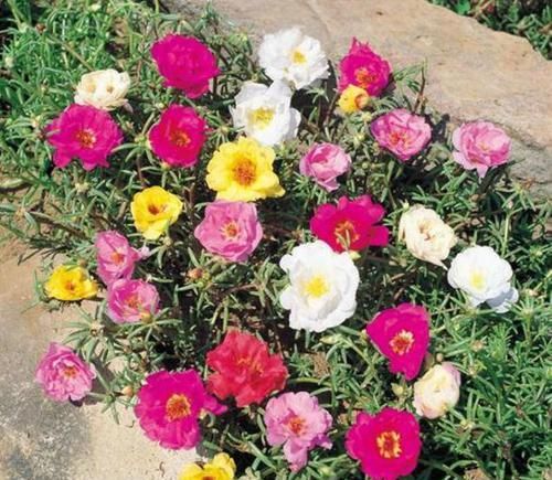  阳光@阳台上最适合养的5种花，有阳光就能活，花期长而且颜值还高