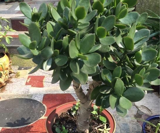  「懒人」懒人就种这5种植物，一月不浇水照样长，一棵变多棵，一年长爆盆