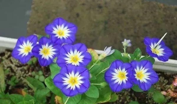  『排水良好』推荐一花多色的5种植物，缤纷多姿