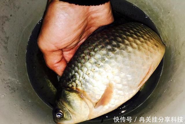  「自制」自制窝料放了1周，打开后被人嘲笑，窝料入水，那些人哑口无言