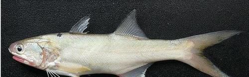  水产@广东首届渔业种博会下月南沙举行，渔业高科技园现场展示