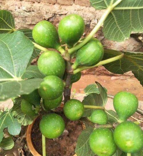  「盆土」阳台种一棵无花果，注意4点，果子结的多，年年有的吃