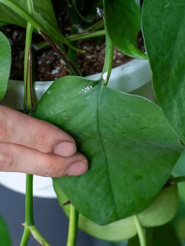  『植物的叶片』预防植物感染虫害要掌握几个技巧，否则容易感染这8种常见害虫