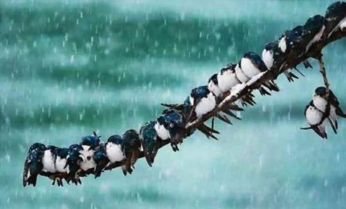  「发生」家里有燕子窝，预示这3件事要发生，农民不要打也不要赶