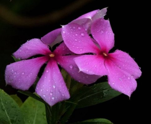  「放在」5款不怕热的花，放在阳台一晒，开花一茬接一茬，轻松爆成花海