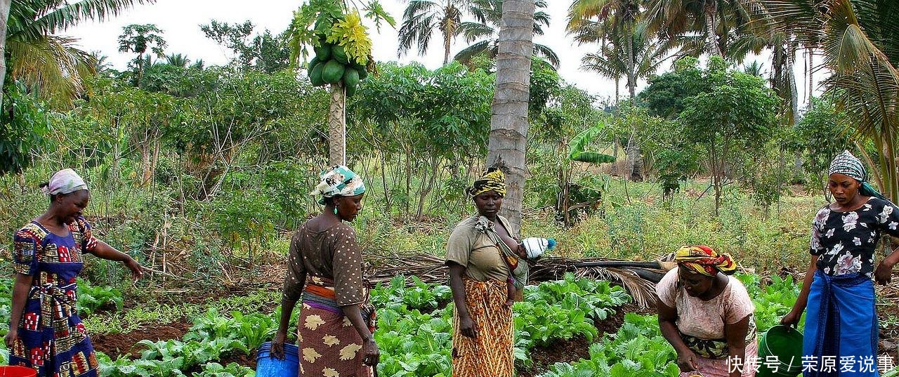 中国人在非洲 想教会非洲人如何种田, 可一发工资就不见人影!