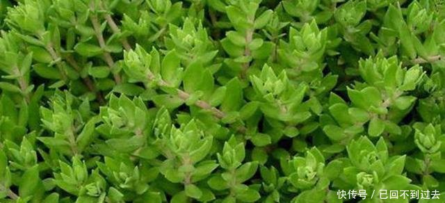 在农村看到这种菜一定要摘一些回去给老人吃, 商场卖的可比肉贵