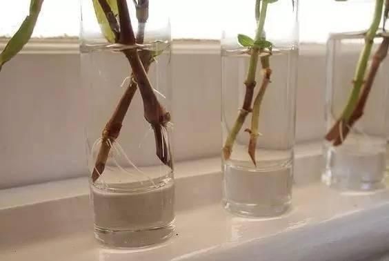 『枝条』开花像“灯笼”,独特又漂亮,四季开花,被称为最独特的阳台花