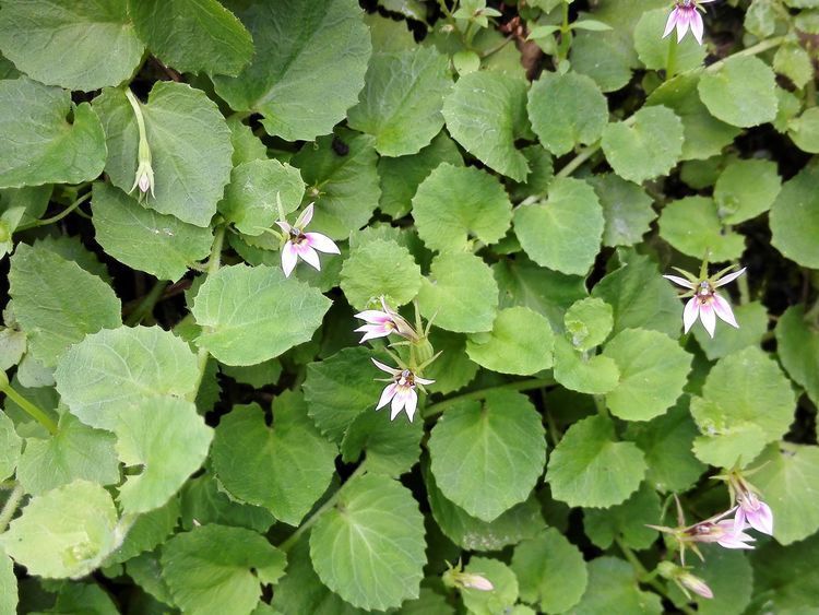 农村草丛里的小茄子,老人说“蛇吃过”不能碰,殊不知价值好珍贵