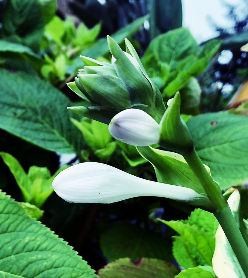  「焦黄」10种花,不能使劲晒太阳,否则叶子焦黄长黄斑