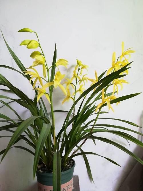  #名品#最值得拥有的名品兰花——铁骨素梅，花叶俱美，香气清纯