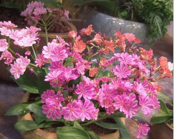 绿萝:绿萝吊兰已过时,这种盆栽花色绚丽,又好养,一年四季有花赏