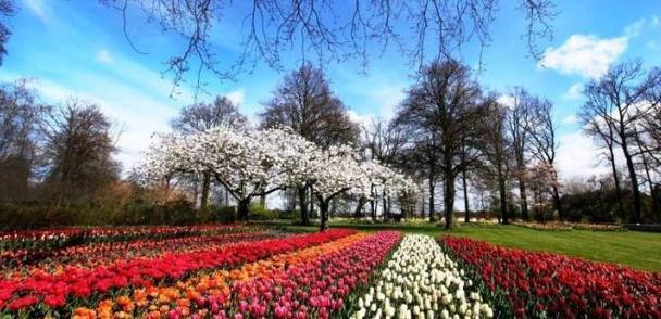 在郁金香盛放的国度，邂逅最美丽的春天
