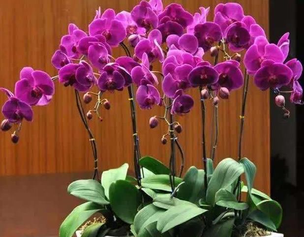  #沉淀#“5种花”站在花界颜值巅峰，没些沉淀的养花人，还真养不活