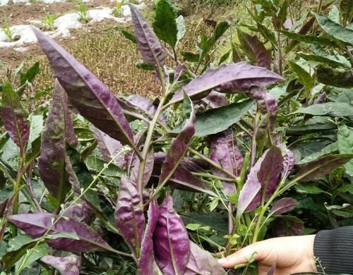 「功效」这东西,人称“降压草”,是高血压克星,河边就有,遇见带走!