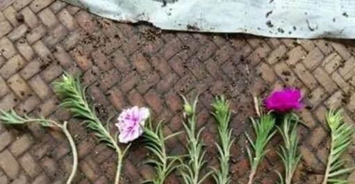  [漂亮]这花漂亮好养耐热，不用播种不用苗，掐几个枝条，随便就能种多盆