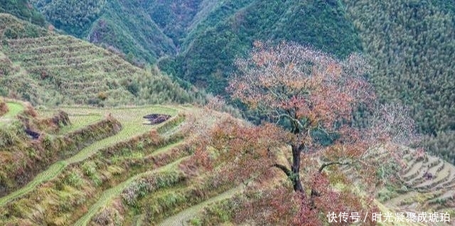 浙江有棵1500年坚强树，架满钢筋靠输营养液活着，网友觉得太残忍