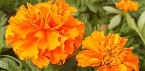  红色：喜欢养花，推荐此4款，花色艳丽灿烂无双，花香幽香暗淡