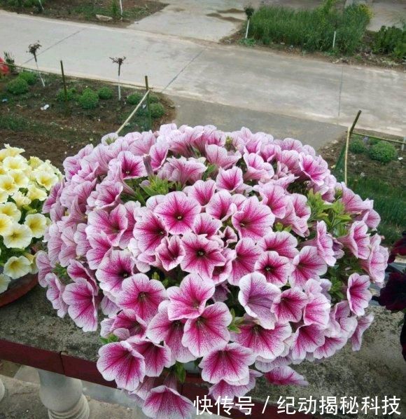  「养花」春季养花，养这4种最美花卉，阳台摆上几盆，夏天开成大花园