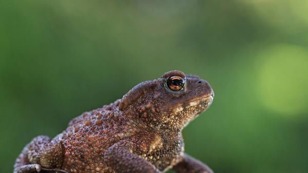  「农村」农村养殖，八大骗局